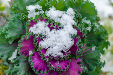 Decorative cabbage Brassica under the snow.
