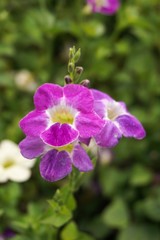 Obraz premium asystasia gangetica flower in nature garden