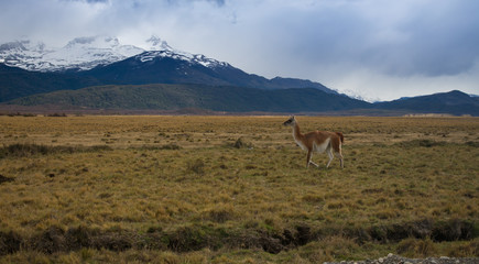 Lama Roaming On An Open Prairie in Patagonia Chile with Torres del Paine National Park Mountain Range in the Background