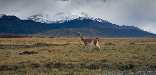 Lama Roaming On An Open Prairie in Patagonia Chile with Torres del Paine National Park Mountain...