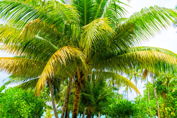 Fototapeta premium Beach summer vacation holidays background with coconut palm tree