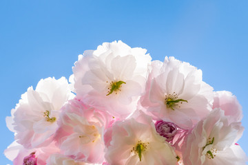 ornamental cherry tree flowers in bloom against blue sky with copy space above