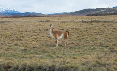 Naklejka na ściany i meble Lama Roaming On An Open Prairie in Patagonia Chile with Torres del Paine National Park Mountain Range in the Background