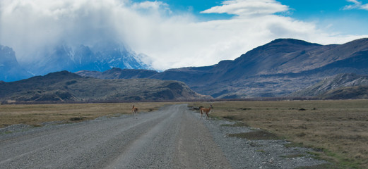 Lama Roaming On An Open Prairie in Patagonia Chile with Torres del Paine National Park Mountain...