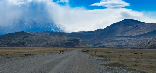 Lama Roaming On An Open Prairie in Patagonia Chile with Torres del Paine National Park Mountain...