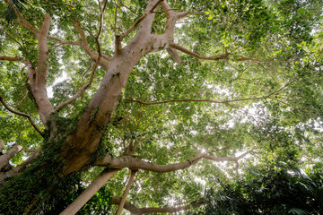 banyan tree in the forest