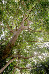 tree in forest