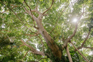 tree in the forest