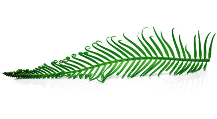 Beautiful natural leaf isolated on white background