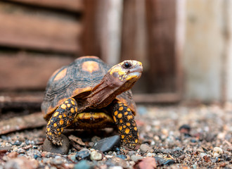 turtle on the stone