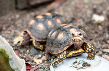turtle on the stone
