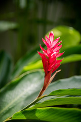 Obraz premium red flower in garden