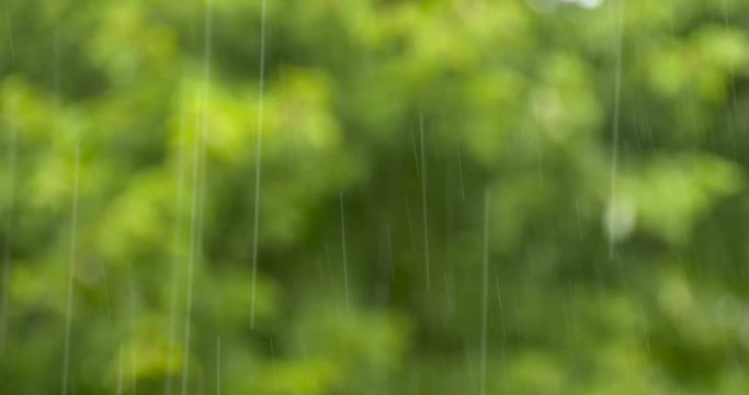 raining trees in background