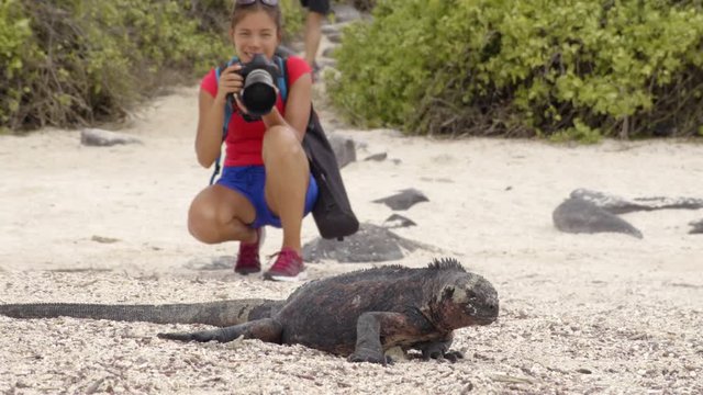 Galapagos Islands Christmas Iguana and tourist wildlife photographer taking picture. Marine iguana on Espanola Island, Ecuador, South America. Woman on Galapagos cruise ship travel holidays vacation.