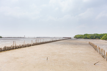 landscape with lake, mangrove forest and blue sky 