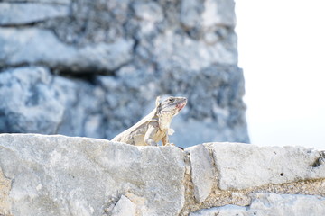 Iguana in a heritige
