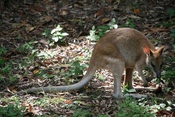 Känguru Australien