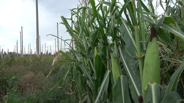 Kharkov, Ukraine - 12th of August 2019: 4K Corn field and concrete posts of the deserted ionospheric observatory