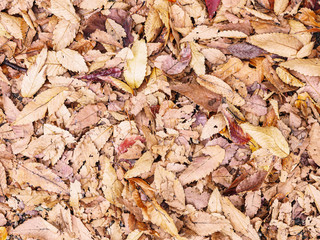 brown autumn dry leaves on the ground.
