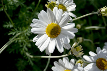daisy flower background montains garden