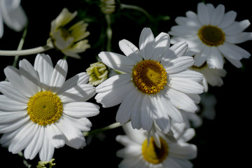 daisy flower background montains garden