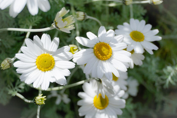 Obraz premium daisy flower background montains garden