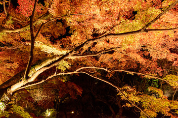 紅葉ライトアップ