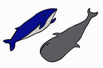 two whales says hello