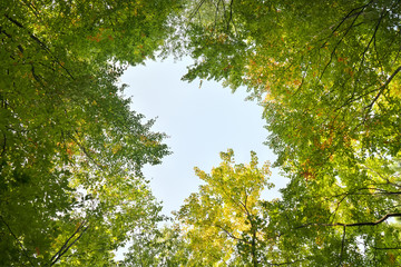 Into the forest.