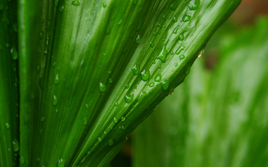 Fototapeta na wymiar Water drops on green palm leaf