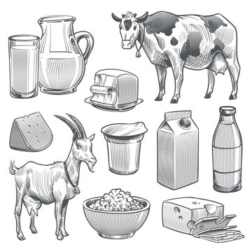 Hand drawn dairy products. Farm cow and goat milk healthy fresh product. Butter and cottage cheese, yogurt vintage sketch vector set