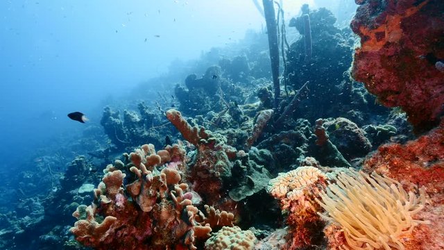 Seascape of coral reef in the Caribbean Sea around Curacao with Sea Anemone, coral and sponge