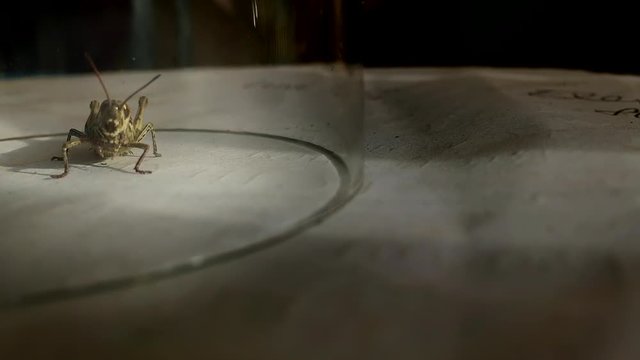 Microscopic close up of Curious British common field grasshopper from the garden.