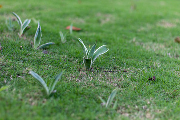 snowdrop in the grass