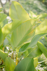 green leaves of a tree