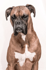 Boxer dog