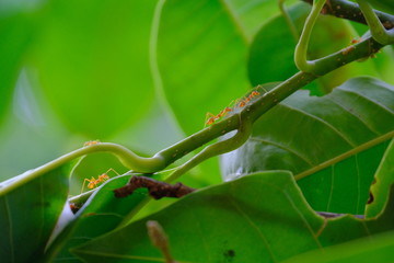 red ant on a leaf