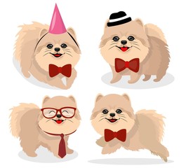 Pomeranian Dog in Four Different Poses