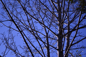 Winter Trees Colour 001