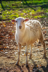 Portrait of a sheep in a morning sunlight