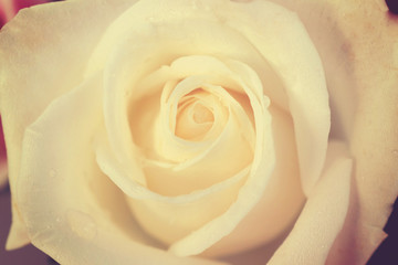 Fototapeta premium Closeup rose flower with vintage style.