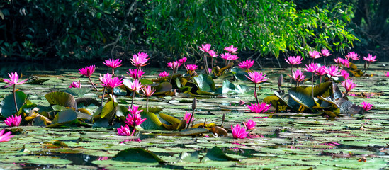 Water lilies bloom in the pond is beautiful. This is a flower that represents the purity, simplicity