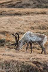 Young male reindeer (Rangifer tarandus) sporting spring velvet-covered antlers as pictured grazing on scarce vegetation in the north of Iceland