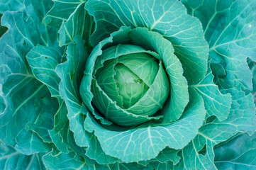 Fototapeta premium Beautiful bright and juicy green white cabbage growing. View from above.