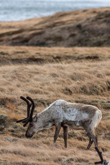 Young male reindeer (Rangifer tarandus) sporting spring velvet-covered antlers as pictured grazing on scarce vegetation in the north of Iceland