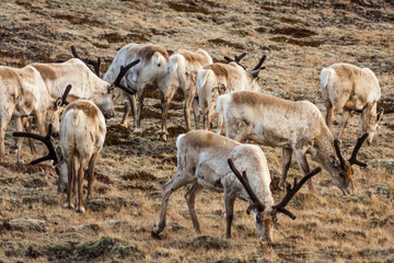 Herd of young reindeers (Rangifer tarandus) grazing at scarce vegetation on a hill in the north of Iceland as pictured in spring
