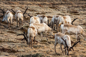 Obraz na płótnie Canvas Herd of young reindeers (Rangifer tarandus) grazing at scarce vegetation on a hill in the north of Iceland as pictured in spring