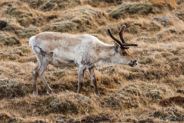 Naklejka na ściany i meble Young male reindeer (Rangifer tarandus) sporting spring velvet-covered antlers as pictured grazing on scarce vegetation in the north of Iceland
