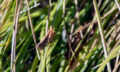 cricket