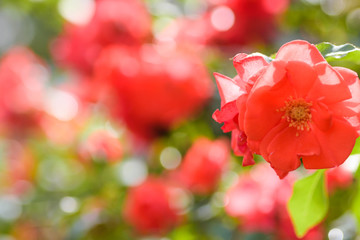 薔薇の輝き